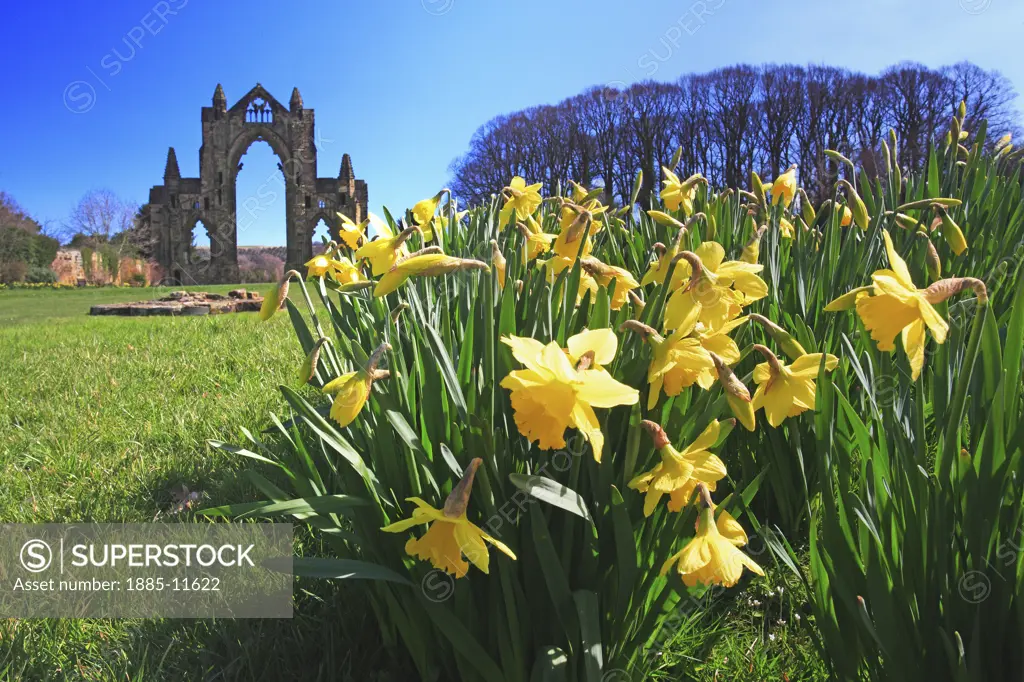 UK - England, Cleveland, Guisborough, Gisborough Priory in springtime