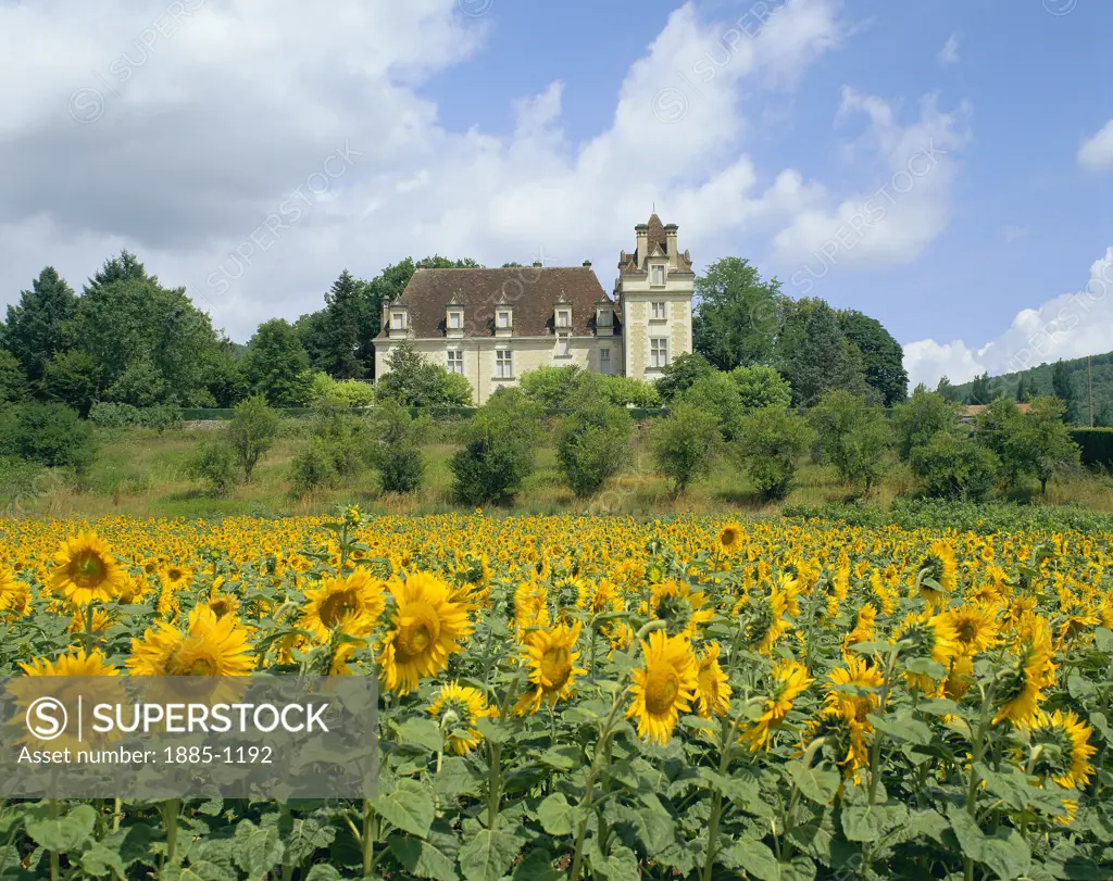 France, The Dordogne, General, Sunflower field and chateau