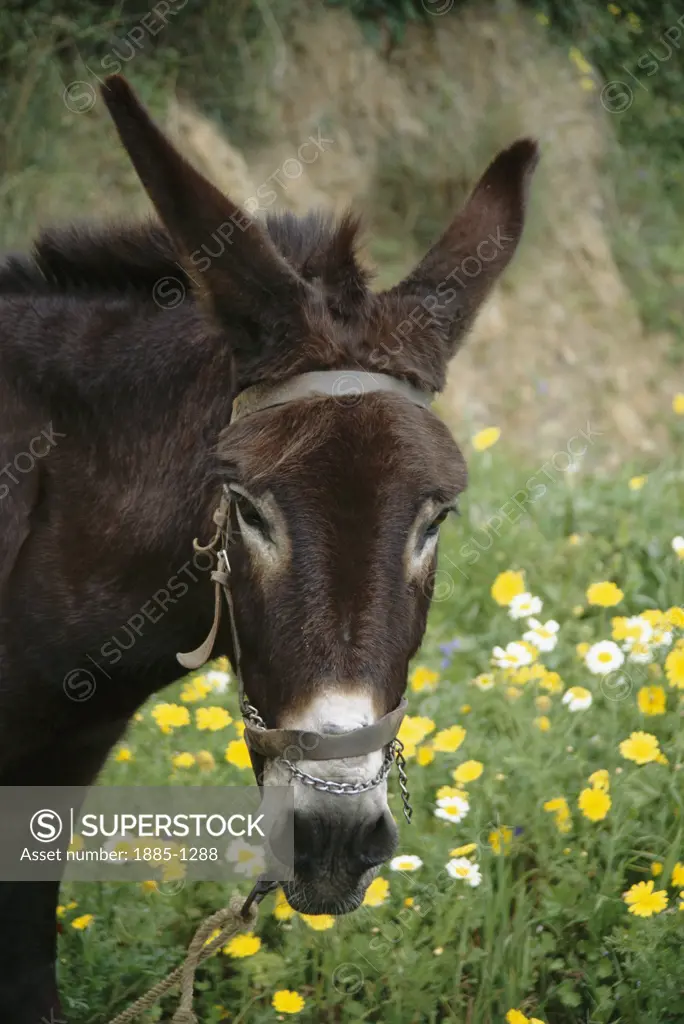 Greek Islands, Crete, General, Close up of donkey, spring flowers 