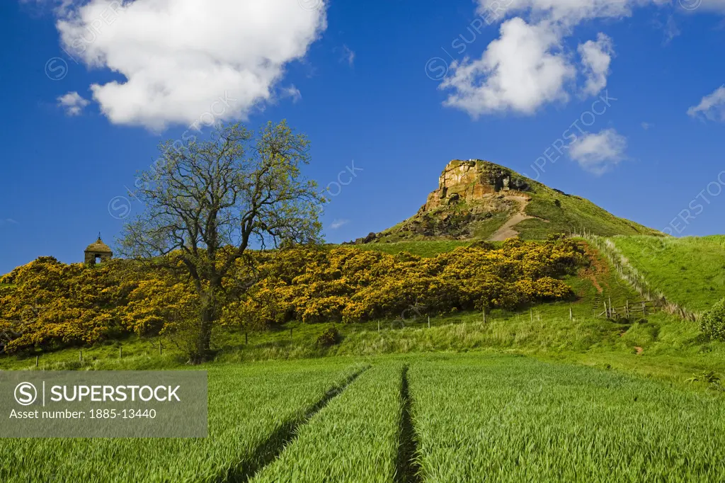 UK - England, Yorkshire, Great Ayton - near, Roseberry Topping in spring