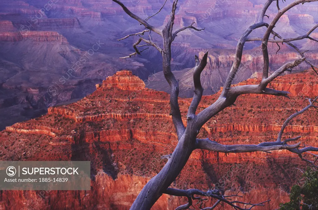 USA, Arizona, Grand Canyon National Park, View over Grand Canyon with dead tree