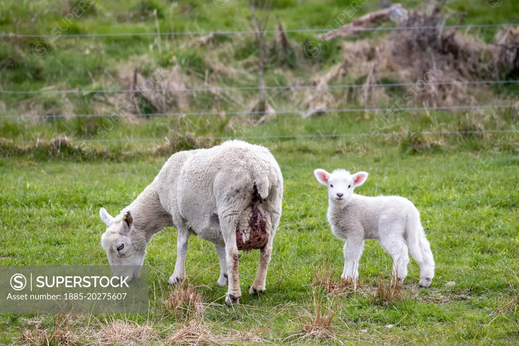 Sheep and Lamb grazing in farm paddock, South Island New Zealand