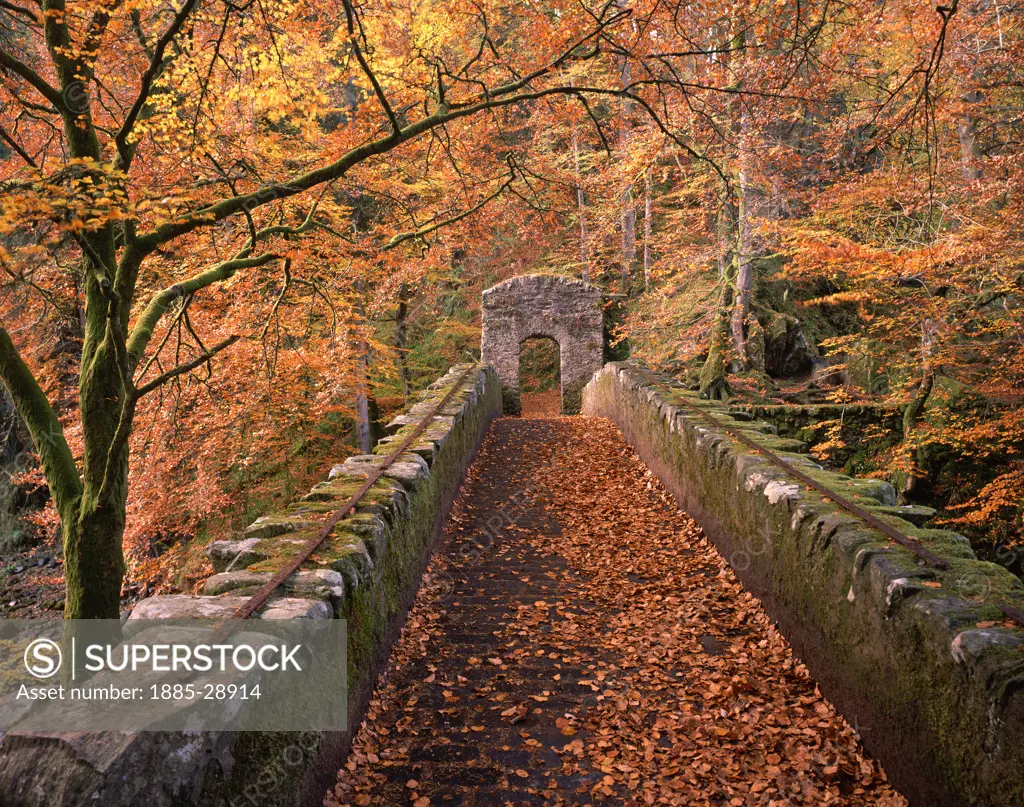 UK - Scotland, Central, Dunkeld, Woodland bridge in autumn