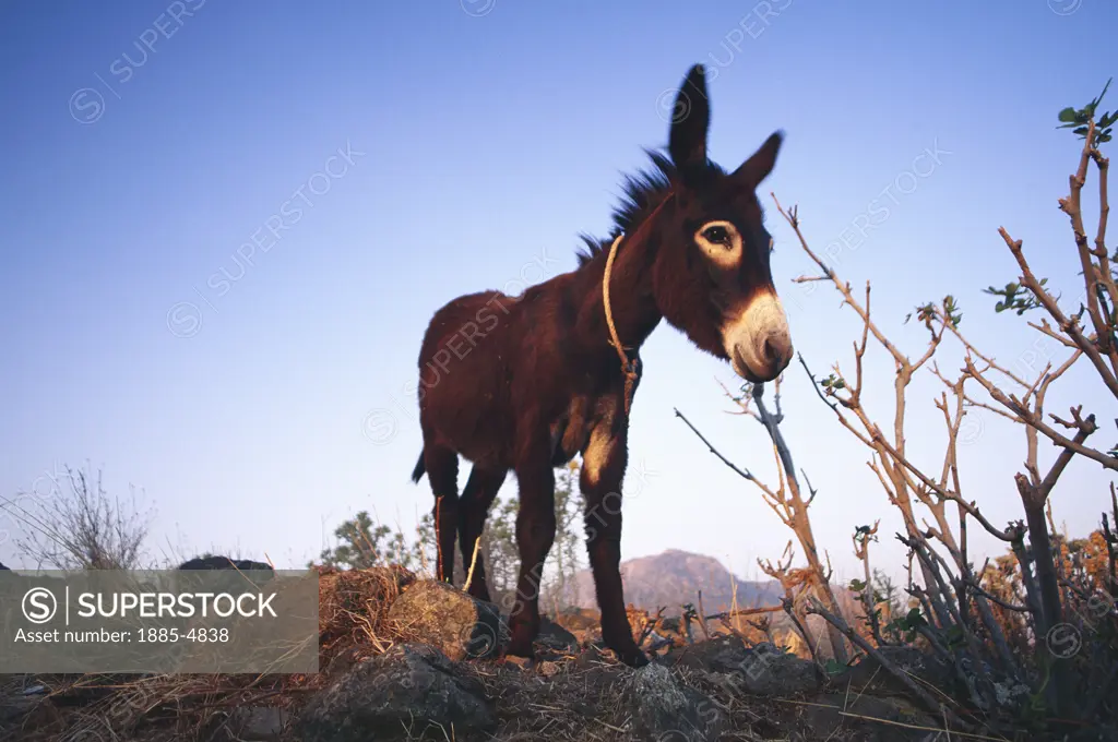 Greek Islands , Nisyros Island, Emborio, Small Donkey