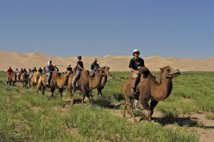 Mongolia, , General - desert, Tourists on camels in grassy desert