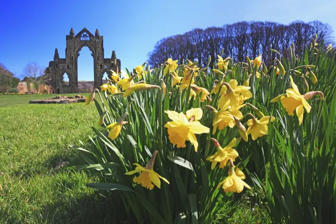 UK - England, Cleveland, Guisborough, Gisborough Priory in springtime