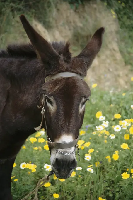 Greek Islands, Crete, General, Close up of donkey, spring flowers 