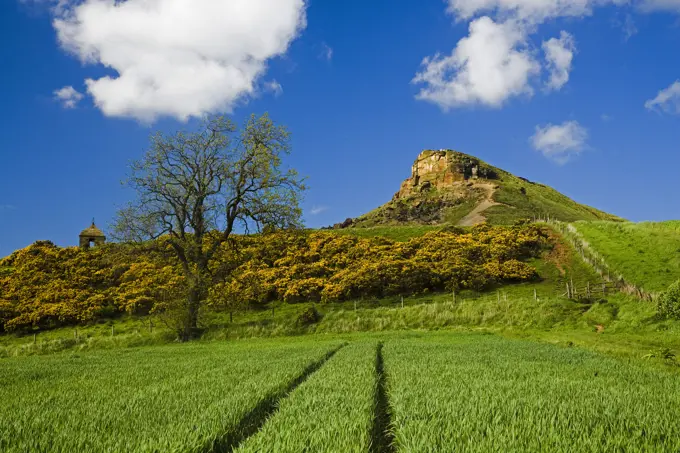 UK - England, Yorkshire, Great Ayton - near, Roseberry Topping in spring