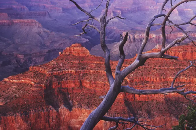 USA, Arizona, Grand Canyon National Park, View over Grand Canyon with dead tree