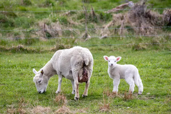 Sheep and Lamb grazing in farm paddock, South Island New Zealand