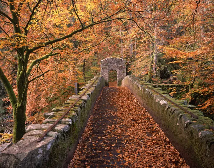 UK - Scotland, Central, Dunkeld, Woodland bridge in autumn