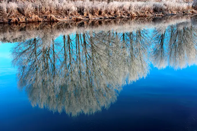 Hoare frost winter scene, river Welland, Peakirk village, Cambridgeshire, England; Britain; UK