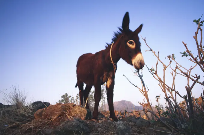 Greek Islands , Nisyros Island, Emborio, Small Donkey