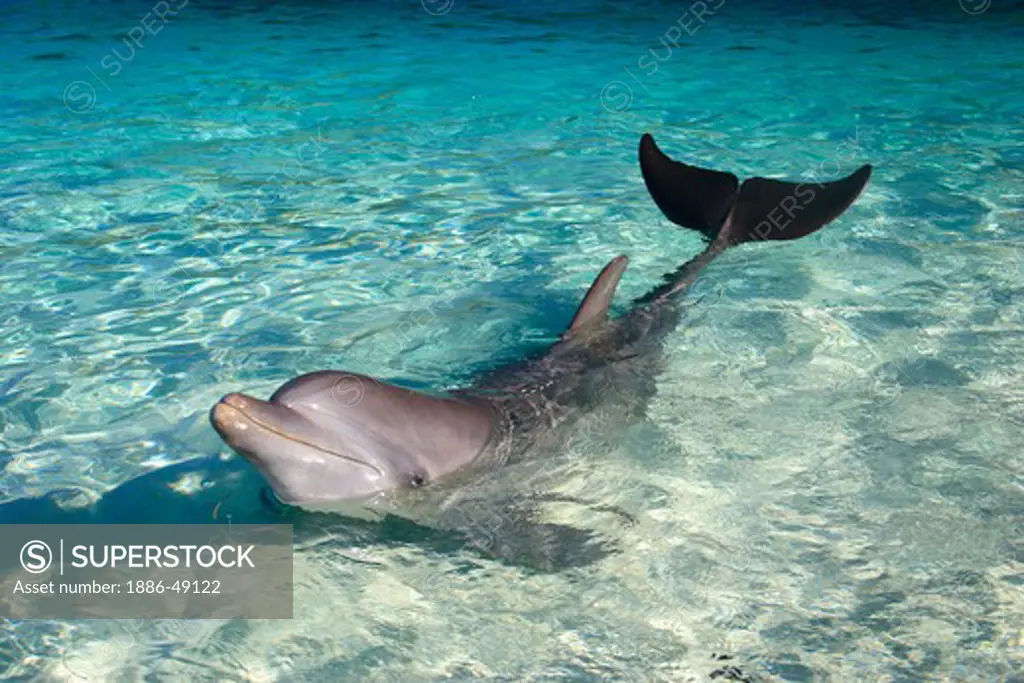 A bottlenose dolphin ; Binomial name  Tursiops Truncatus ; Scientific classification  Kingdom Animalia ; Phylum Chordata ; Class Mammalia ; Order Cetacea ; Family Delphinidae ; Genus Tursiops ; Species T. Truncatus ; Island Roatan ;  Country Honduras