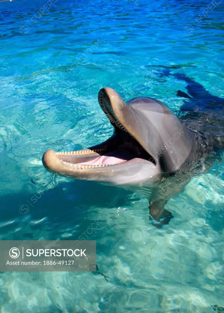 A bottlenose dolphin ; Binomial name  Tursiops Truncatus ; Scientific classification  Kingdom Animalia ; Phylum Chordata ; Class Mammalia ; Order Cetacea ; Family Delphinidae ; Genus Tursiops ; Species T. Truncatus ; Island Roatan ;  Country Honduras