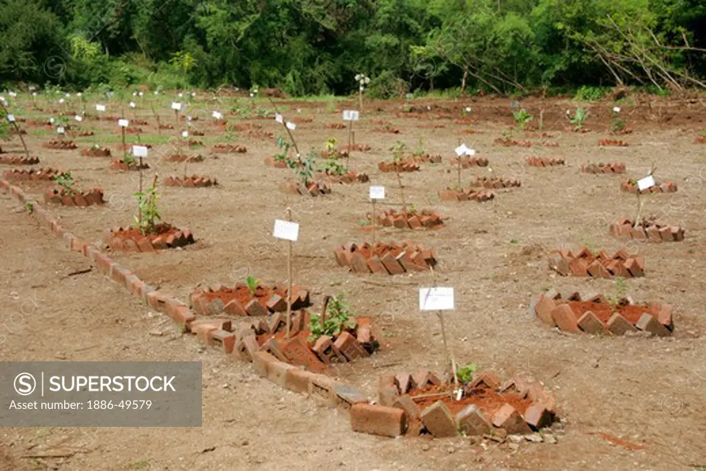 Nursery of Ayurvedic medicinal plants ; Pune university ; Pune; Maharashtra ; India