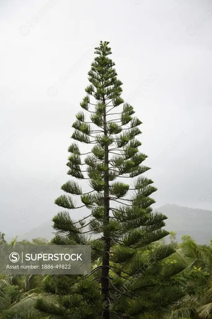 Triangular shaped tree; India