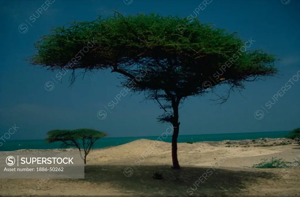Acacia trees in the desert at Kanyakumari, Tamilnadu, India.