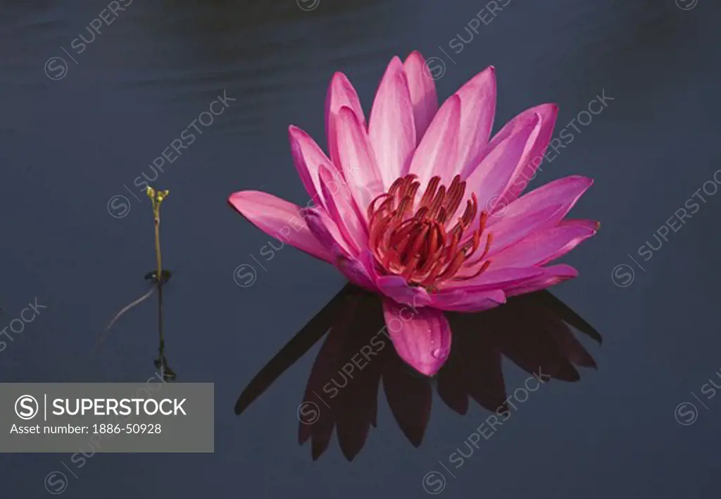 Red lotus in bloom in a pond at Angkor Wat -  Siem Reap, Cambodia