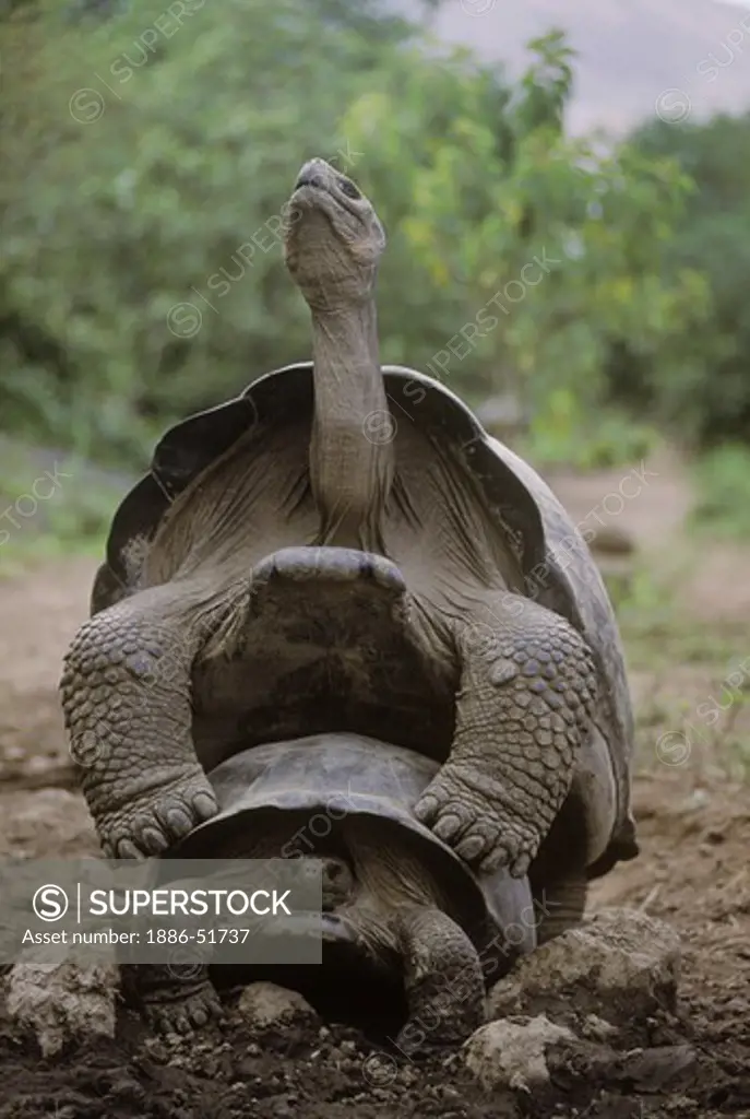 The GIANT TORTOISE (Geochelone elephantopus) begins mating at 40 years - ISLA ISABELLA, GALAPAGOS ISLANDS, ECUADOR