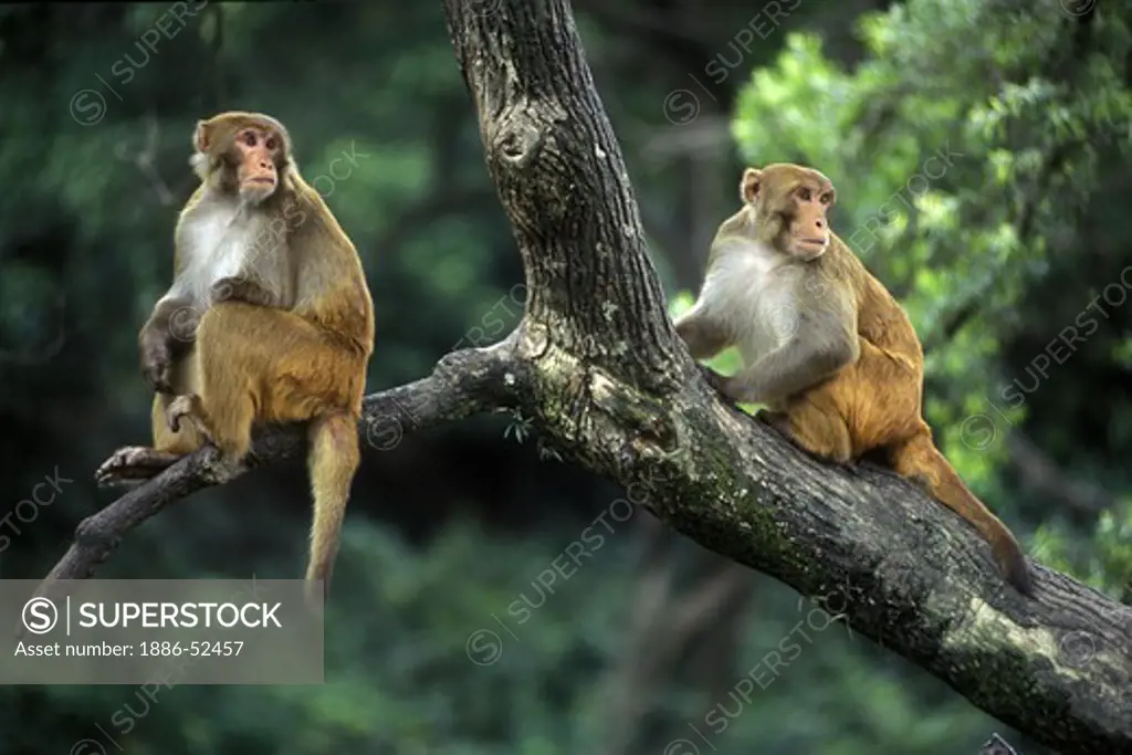 MONKIES in a tree at the PASHUPATINATH TEMPLE COMPLEX - KATHAMANDU, NEPAL