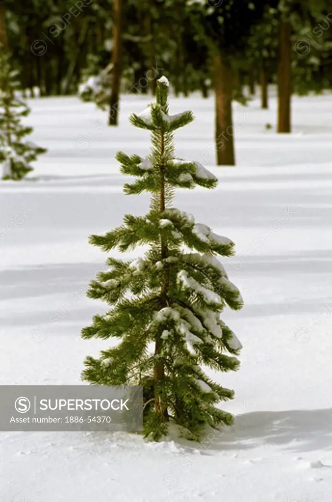 A young PINE TREE protrude from virgin SNOW in THREE SISTERS WILDERNESS in the CASCADES - OREGON