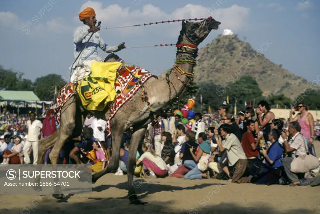 CAMEL RACES at the PUSHKAR CAMEL FAIR - RAJASTHAN, INDIA