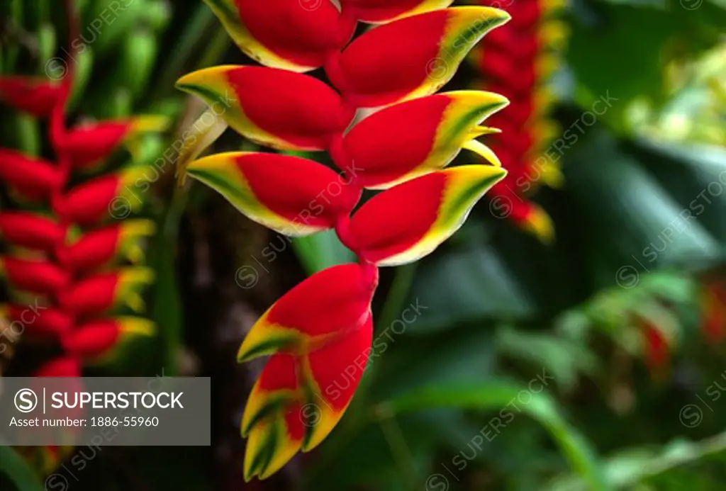 PASSION FLOWER (Passiflora) in bloom in a tropical jungle