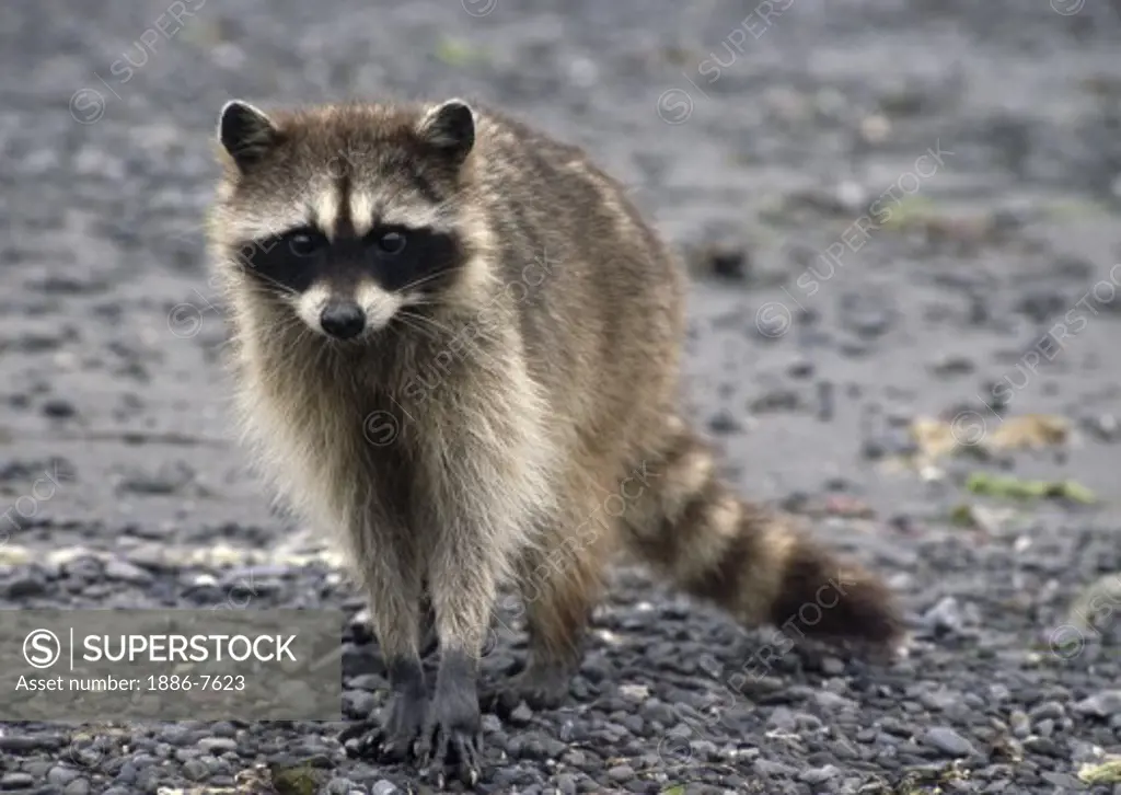 RACCOON fishing for clams - OLYMPIC NATIONAL PARK, USA