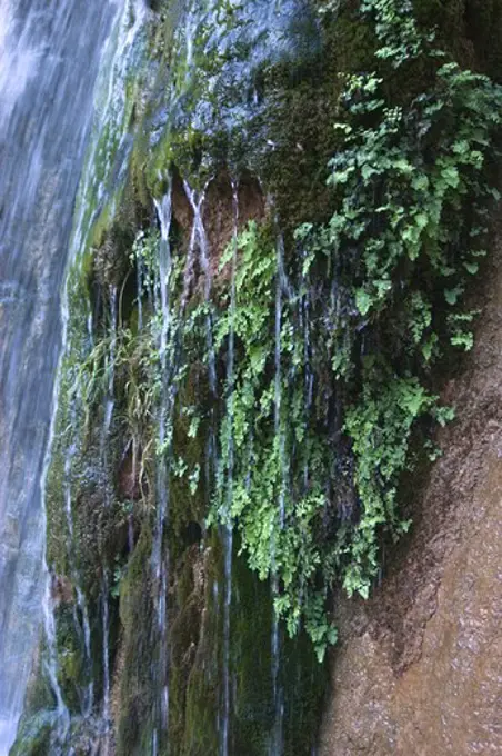 Weeping wall of FERNS at STONE CREEK WATERFALL near DUBENDORF CAMP at mile 132 - GRAND CANYON NATIONAL PARK, ARIZONA