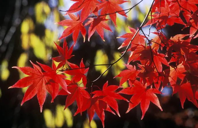 MAPLE LEAVES turn a brilliant red during JAPAN'S fall season - FUJI HAKONE-IZU NATIONAL PARK