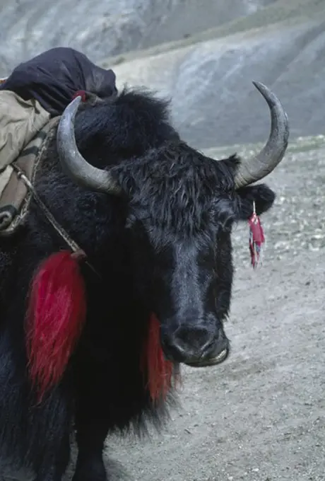 A cargo carrying YAK is ADORNED with a TASSLE made from another yaks tail - DOLPO DISTRICT, NEPAL