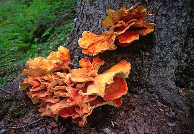 ORANGE MUSHROOMS protruding from the base of an evergreen tree in a temperate rain forest - KENAI PENINSULA. ALASKA