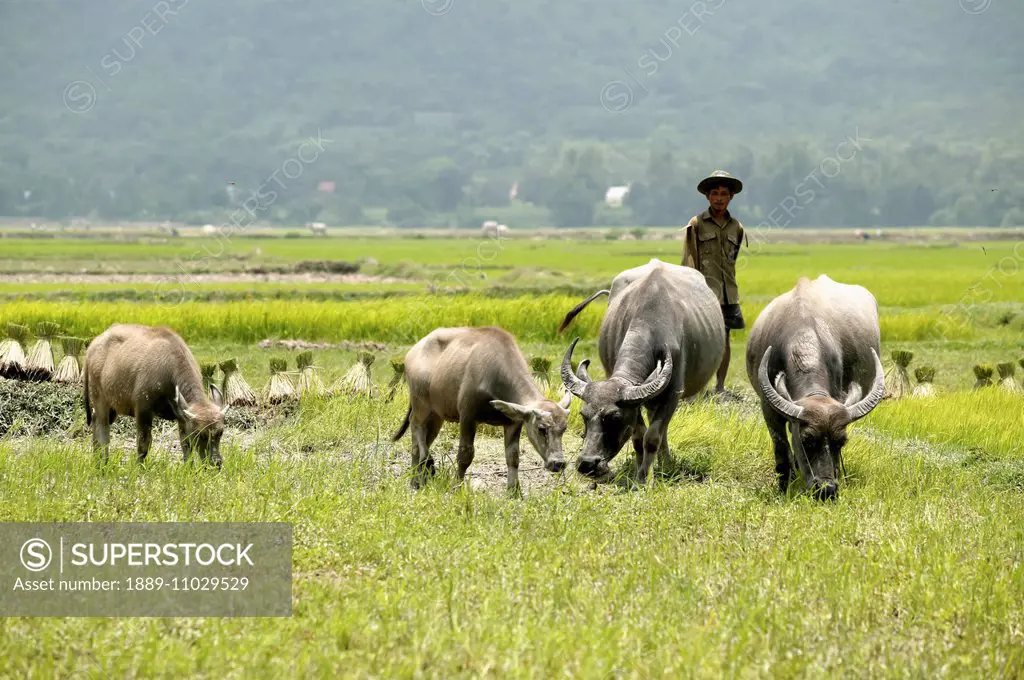 A farmer grazes his buffalo in the pasture beyond the canal construction; Takeo Province, Cambodia