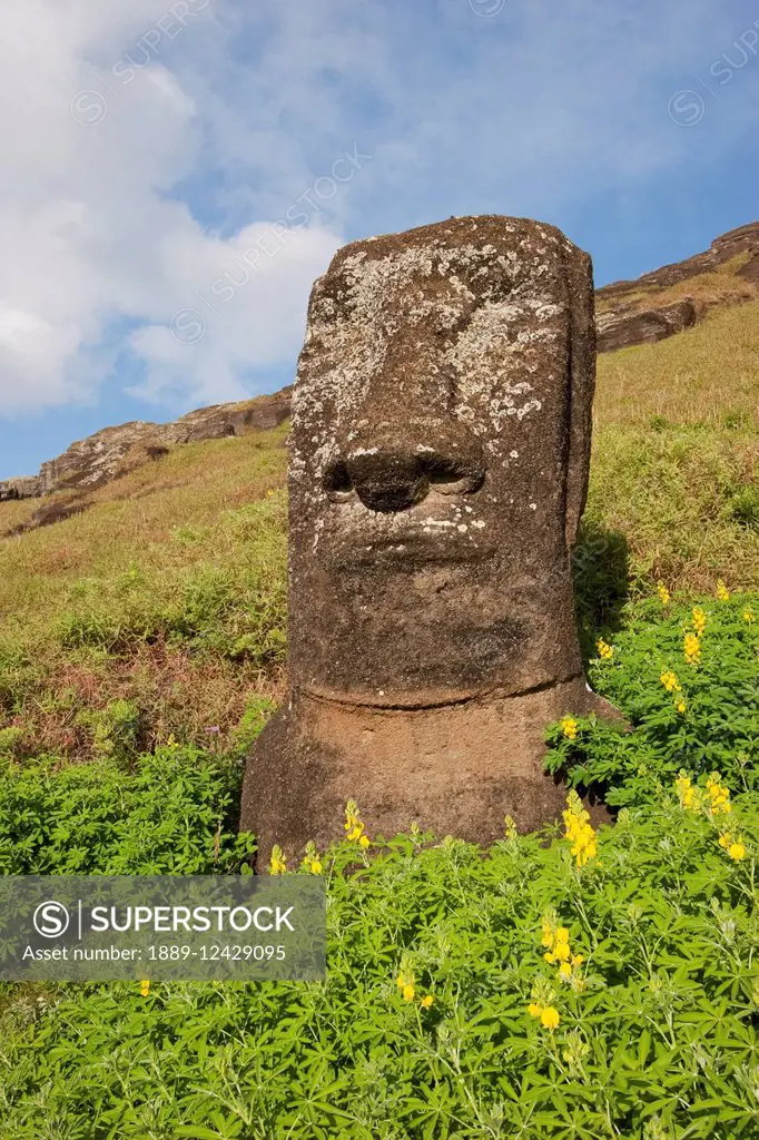 Moai By The Quarry In The Crater Of Rano Raraku Volcano, Rapa Nui (Easter Island), Chile