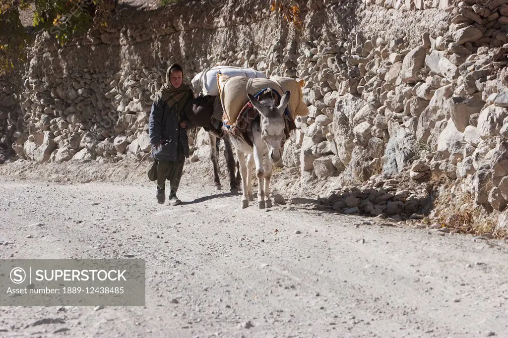 Afghan Girl And A Donkey Near Shekh Ali, Parwan Province, Afghanistan