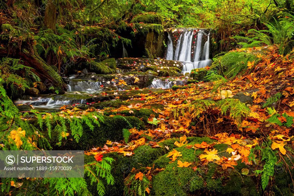 Vibrant autumn colours in a forest at Anderson Creek Waterfall; British Columbia, Canada