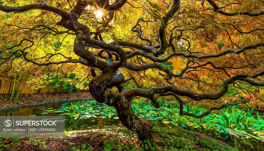 Japanese Maple (Acer palmatum), Tree of Hope; Vancouver, British Columbia, Canada