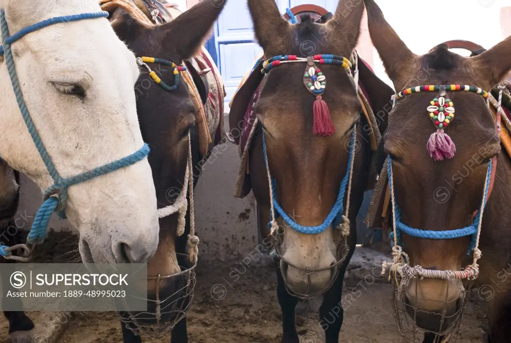 Horses, Fira, Santorini, Greece