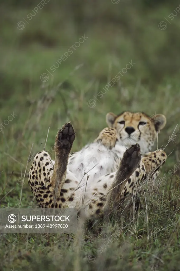 Cheetah Lying On Its Back, Africa - SuperStock