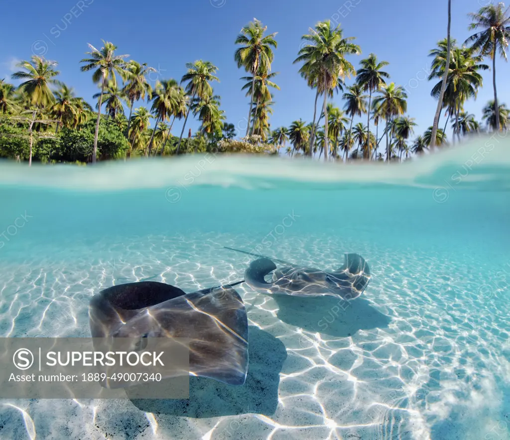 French Polynesia, Tahiti, Moorea, Two Stingray In Beautiful Turquoise Water.