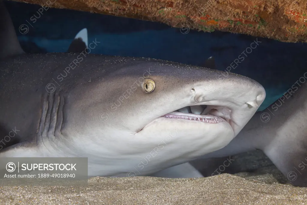 Whitetip reef sharks (Triaenodon obesus) are one of the few species of sharks that can stop and rest on the bottom; Hawaii, United States of America