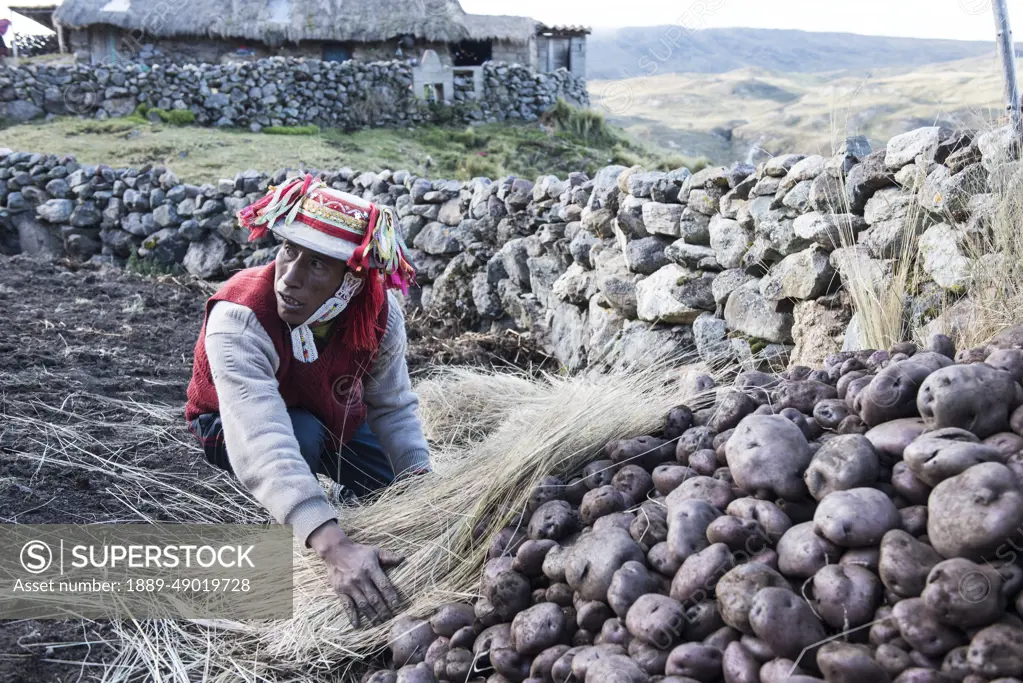 Potato farmer working on his farm in the Cusco Region of Peru; Cusco, Peru