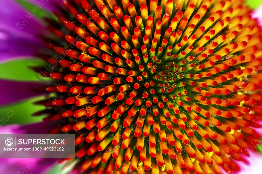 Extreme close-up of echinacea stamens in full bloom; Calgary, Alberta, Canada