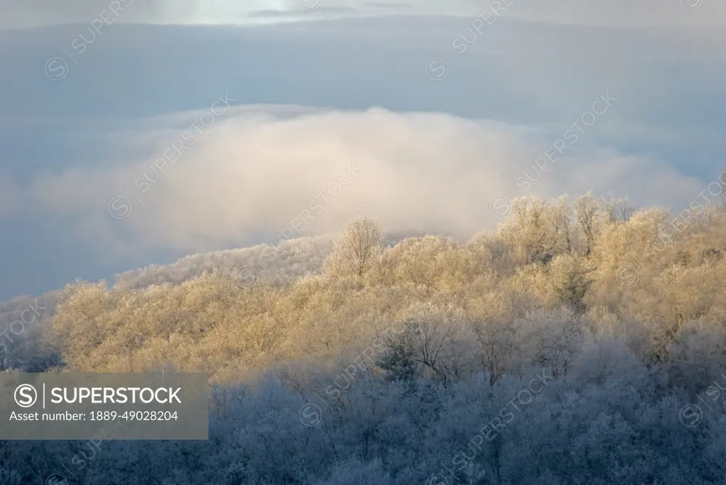 Rime ice covers trees with sunlight and blue shadows