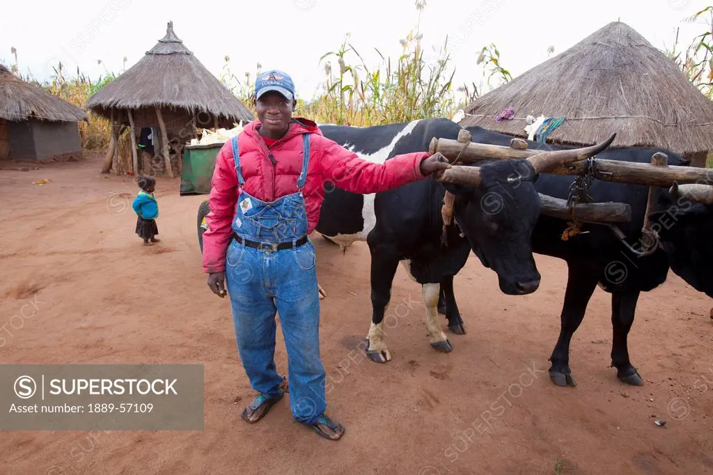 A Man Standing With 2 Oxen Yoked Together, Manica, Mozambique, Africa