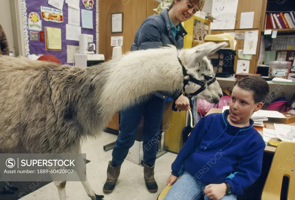 Young boy dodges a nuzzle from a llama (Lama glama) visiting his school; Palo Cedro, California, United States of America