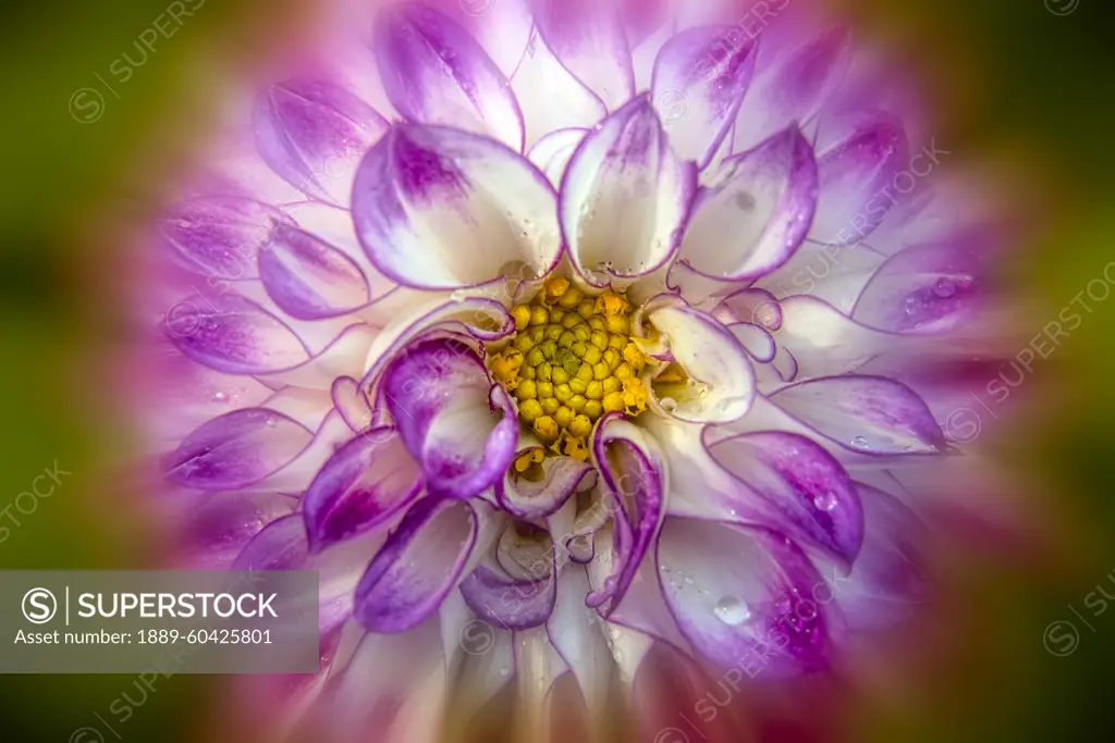 Close-up detail of the decorative dahlia 'High Plains Majesty' (Asteraceae); Bronx, New York, United States of America