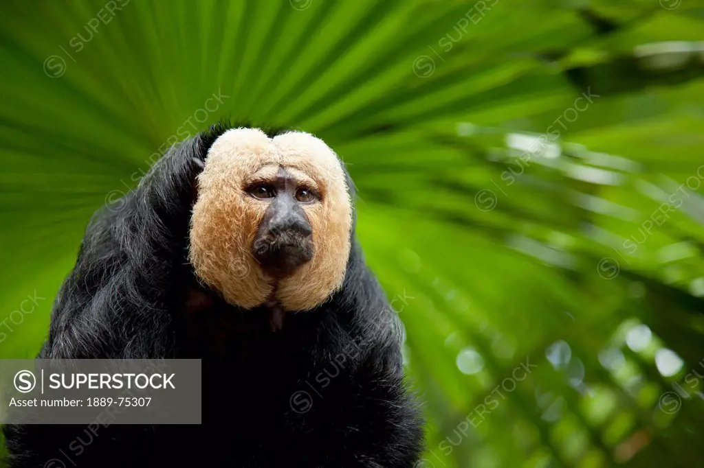 A White_Faced Saki Monkey Pithecia Pithecia At The Singapore Zoo, Singapore