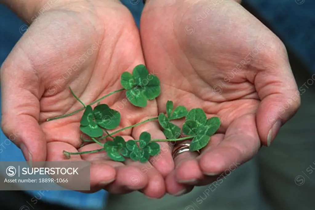 Four leafed clovers in cupped hands